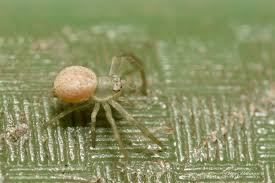 Attēlu rezultāti vaicājumam “Diaea dorsata”