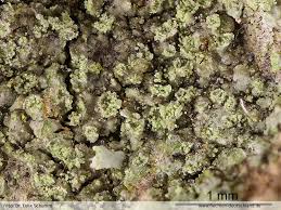 Attēlu rezultāti vaicājumam “Caloplaca scopularis”