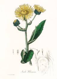 Attēlu rezultāti vaicājumam “Inula helenium”