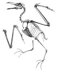 Attēlu rezultāti vaicājumam “Larus marinus”