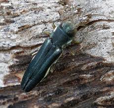 Attēlu rezultāti vaicājumam “Heterotrichia insignis (syn. Arcyria insignis) macro”