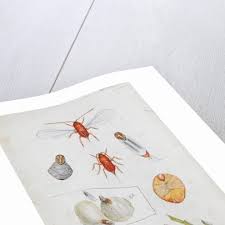 Attēlu rezultāti vaicājumam “Chionaspis salicis”