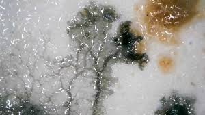 Attēlu rezultāti vaicājumam “Metatrichia vesparia”