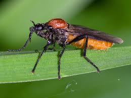 Attēlu rezultāti vaicājumam “Bibionidae female”