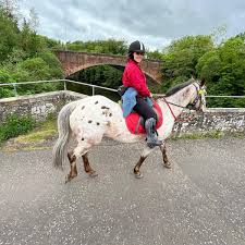 Image result for Scottish Equi Complex