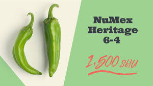 Afbeeldingsresultaat voor numex sandia hot pepper