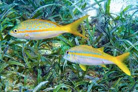 Image result for Ocyurus chrysurus