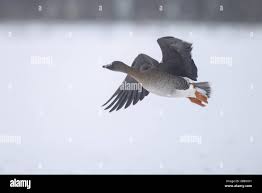 Attēlu rezultāti vaicājumam “Anser serrirostris adult”