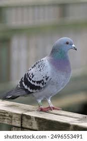 Attēlu rezultāti vaicājumam “Columba livia f. domestica adult”