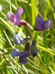 Attēlu rezultāti vaicājumam “Lathyrus palustris flower”