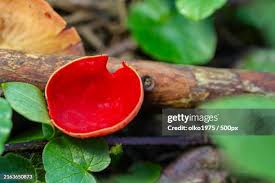 Attēlu rezultāti vaicājumam “Sarcoscypha austriaca”