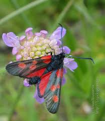 Attēlu rezultāti vaicājumam “Zygaena lonicerae”