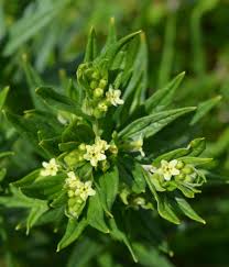 Attēlu rezultāti vaicājumam “Lithospermum officinale”