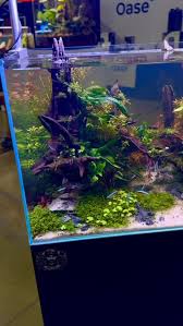 Attēlu rezultāti vaicājumam “Brachythecium rivulare sporophyte”