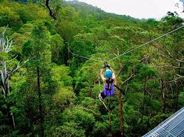 「Mt. Tamborine」的圖片搜尋結果