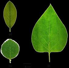 Attēlu rezultāti vaicājumam “Cotoneaster multiflorus leaf”