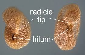 Attēlu rezultāti vaicājumam “Rorippa palustris fruit”