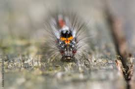 Attēlu rezultāti vaicājumam “Euproctis similis larva”