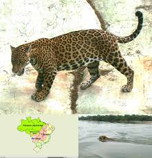 Image result for Brazilia 1980 Jaguar