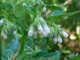Image result for Symphytum officinale