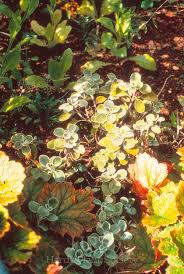 Attēlu rezultāti vaicājumam “Dracocephalum ruyschiana fruit”