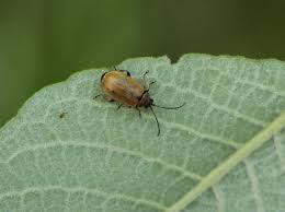 Attēlu rezultāti vaicājumam “Lochmaea caprea”