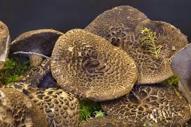 Attēlu rezultāti vaicājumam “Sarcodon imbricatum”