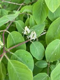Attēlu rezultāti vaicājumam “Lonicera xylosteum flower”