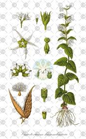 Attēlu rezultāti vaicājumam “Vincetoxicum hirundinaria flower”