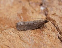 Attēlu rezultāti vaicājumam “Epinotia sordidana”