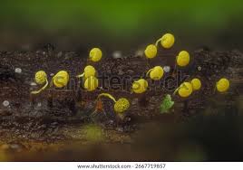 Attēlu rezultāti vaicājumam “Physarum viride macro”