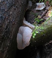 Attēlu rezultāti vaicājumam “Neocudoniella albiceps”