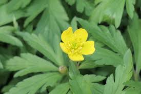 Attēlu rezultāti vaicājumam “Anemone ranunculoides flower”