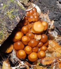 Attēlu rezultāti vaicājumam “Psathyrella pygmaea”