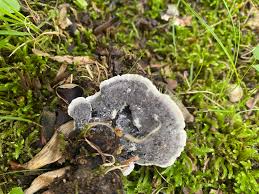 Attēlu rezultāti vaicājumam “Phellodon niger”