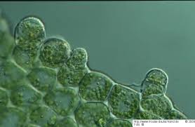 Attēlu rezultāti vaicājumam “Lophocolea minor”