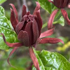 Attēlu rezultāti vaicājumam “Calycanthus floridus”