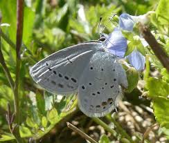 Attēlu rezultāti vaicājumam “Everes argiades male”