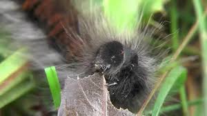 Attēlu rezultāti vaicājumam “Macrothylacia rubi larva”