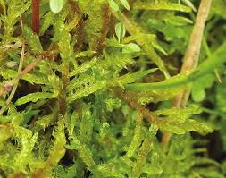 Attēlu rezultāti vaicājumam “Hamatocaulis vernicosus”