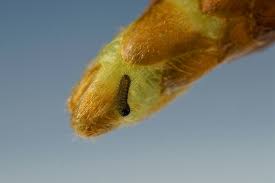 Attēlu rezultāti vaicājumam “Favonius quercus underside”