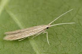 Attēlu rezultāti vaicājumam “Coleophora alticolella”