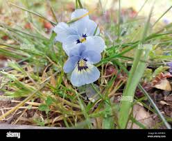 Attēlu rezultāti vaicājumam “Viola x williamsii flower”