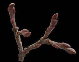 Attēlu rezultāti vaicājumam “Plagiothecium latebricola macro”