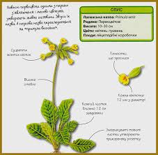 Attēlu rezultāti vaicājumam “Primula veris fruit”