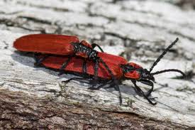 Attēlu rezultāti vaicājumam “Lygistopterus sanguineus”