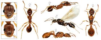 Attēlu rezultāti vaicājumam “Myrmica rubra”