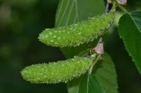 Attēlu rezultāti vaicājumam “Betula alleghaniensis fruit”