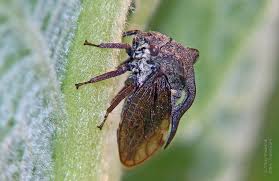 Attēlu rezultāti vaicājumam “Centrotus cornutus”