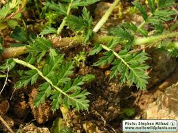 Attēlu rezultāti vaicājumam “Erodium cicutarium leaf”